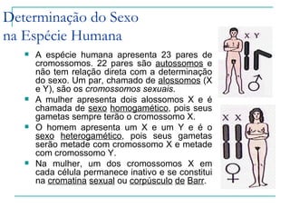 Determinação do Sexo
na Espécie Humana
      A espécie humana apresenta 23 pares de
       cromossomos. 22 pares são autossomos e
       não tem relação direta com a determinação
       do sexo. Um par, chamado de alossomos (X
       e Y), são os cromossomos sexuais.
      A mulher apresenta dois alossomos X e é
       chamada de sexo homogamético, pois seus
       gametas sempre terão o cromossomo X.
      O homem apresenta um X e um Y e é o
       sexo heterogamético, pois seus gametas
       serão metade com cromossomo X e metade
       com cromossomo Y.
      Na mulher, um dos cromossomos X em
       cada célula permanece inativo e se constitui
       na cromatina sexual ou corpúsculo de Barr.
 