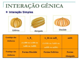INTERAÇÃO GÊNICA
 Interação Simples




       Esférica                                           Discóide
                              Alongada


Genótipo das           A_B_              A_bb ou aaB_                aabb
 Abóboras
                  (AABB ou AABb ou   (AAbb ou Aabb ou
                   AaBb ou AaBB)
                                         aaBB ou aaBb)
Fenótipo das      Forma Discóide         Forma Esférica              Forma
 Abóboras
                                                                Alongada
 