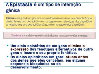 A Epistasia é um tipo de interação
gênica




   Um alelo epistático de um gene elimina a
    expressão dos fenótipos alternativos de outro
    gene e insere o seu proprio fenótipo.
   Os alelos epistáticos em geral atuam antes
    dos genes que eles cancelam, em alguma
    sequencia bioquímica ou de
    desenvolvimento.
 