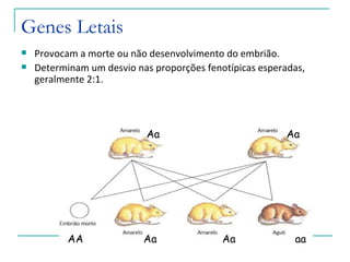 Genes Letais
   Provocam a morte ou não desenvolvimento do embrião.
   Determinam um desvio nas proporções fenotípicas esperadas,
    geralmente 2:1.




                            Aa                            Aa




           AA              Aa               Aa             aa
 