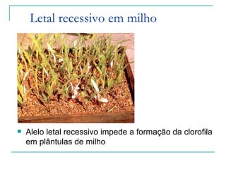 Letal recessivo em milho




   Alelo letal recessivo impede a formação da clorofila
    em plântulas de milho
 