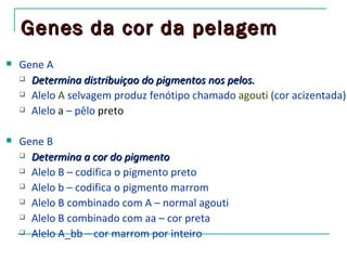 Genes da cor da pelagem
   Gene A
     Determina distribuiçao do pigmentos nos pelos.

     Alelo A selvagem produz fenótipo chamado agouti (cor acizentada)

     Alelo a – pêlo preto



   Gene B
     Determina a cor do pigmento

     Alelo B – codifica o pigmento preto

     Alelo b – codifica o pigmento marrom

     Alelo B combinado com A – normal agouti

     Alelo B combinado com aa – cor preta

     Alelo A_bb – cor marrom por inteiro
 