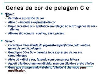 Genes da cor de pelagem C e

    
     D
    Gene C
      Permite a expressão da cor
       Alelo c – impede a expressão da cor
       Duplo recessivo cc – epistático em relaçao ao outros genes de cor.-
         albinos
       Albinos são comuns: coelhos, aves, peixes.

   Gene D
     Controla a intensidade do pigmento especificado pelos outros
      genes de cor de pelagem
     Genotipos DD e Dd – permite toda expressao da cor em
      camundongos
     Alelo dd – dilui a cor, fazendo com que pareça leitosa

     Agouti diluído; cinnamon diluído; marrom diluído e preto diluído

     Gene que atua gerando tal efeito ‘diluído’ é chamado gene
      modificador.
 