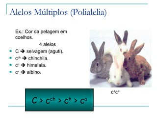 Alelos Múltiplos (Polialelia)

    Ex.: Cor da pelagem em
    coelhos.
                                             ch _
               4 alelos       cch _
   C  selvagem (aguti).
   cch  chinchila.
                                                    C_
   ch  himalaia.
   ca  albino.



                                      caca
          C > cch > ch > ca
 