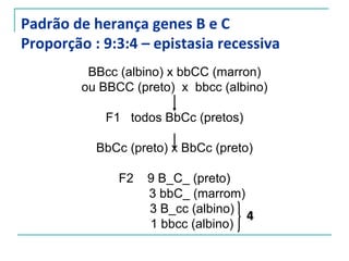 Padrão de herança genes B e C
Proporção : 9:3:4 – epistasia recessiva
          BBcc (albino) x bbCC (marron)
         ou BBCC (preto) x bbcc (albino)

             F1 todos BbCc (pretos)

           BbCc (preto) x BbCc (preto)

               F2   9 B_C_ (preto)
                    3 bbC_ (marrom)
                    3 B_cc (albino)
                                    4
                    1 bbcc (albino)
 