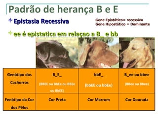 Padrão de herança B e E
 Epistasia Recessiva                          Gene Epistático= recessivo
                                               Gene Hipostático = Dominante

 ee é epistatica em relaçao a B_ e bb




 Genótipo dos            B_E_                 bbE_           B_ee ou bbee
  Cachorros       (BBEE ou BbEe ou BBEe                       (BBee ou Bbee)
                                          (bbEE ou bbEe)
                        ou BbEE)

Fenótipo da Cor        Cor Preta           Cor Marrom         Cor Dourada
   dos Pêlos
 