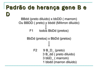 Padrão de herança gene B e
D
     BBdd (preto diluido) x bbDD ( marrom)
    Ou BBDD ( preto) x bbdd (MArron diluido)

           F1        todos BbDd (pretos)

         BbDd (pretos) x BbDd (pretos)


                F2     9 B_D_ (preto)
                       3 B_dd ( preto diluido)
                       3 bbD_ ( marrom)
                       1 bbdd (marron diluido)
 