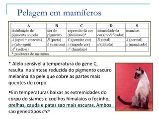 Pelagem em mamíferos




* Alelo sensivel a temperatura do gene C,
resulta na sintese reduzida do pigmento escuro
melanina na pele que cobre as partes mais
quentes do corpo.
•Em temperaturas baixas as extremidades do
corpo do siames e coelhos himalaios o focinho,
orelhas, cauda e patas sao mais escuras. Ambos
sao geneotipos chch
 