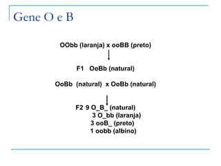 Gene O e B

       OObb (laranja) x ooBB (preto)


             F1 OoBb (natural)

      OoBb (natural) x OoBb (natural)


             F2 9 O_B_ (natural)
                  3 O_bb (laranja)
                  3 ooB_ (preto)
                 1 oobb (albino)
 