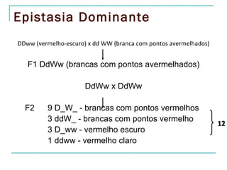 Epistasia Dominante
DDww (vermelho-escuro) x dd WW (branca com pontos avermelhados)


   F1 DdWw (brancas com pontos avermelhados)

                      DdWw x DdWw

  F2     9 D_W_ - brancas com pontos vermelhos
         3 ddW_ - brancas com pontos vermelho
                                                                  12
         3 D_ww - vermelho escuro
         1 ddww - vermelho claro
 
