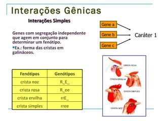 Interações Gênicas
        Interações Simples
                                    Gene a

Genes com segregação independente
que agem em conjunto para
                                    Gene b   Caráter 1
determinar um fenótipo.
Ex.: forma das cristas em          Gene c
galináceos.



   Fenótipos       Genótipos
   crista noz        R_E_
   crista rosa       R_ee
  crista ervilha     rrE_
 crista simples      rree
 