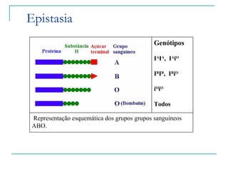 Epistasia
                                             Genótipos

                                             IAIA, IAiO

                                             IBIB, IBiO

                                             iOiO

                                             Todos

 Representação esquemática dos grupos grupos sanguíneos
 ABO.
 