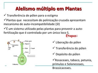 Alelismo múltiplo em Plantas
 Transferência de pólen para o estigma
Plantas que necessitam de polinização cruzada apresentam
mecanismo de auto-incompatibilidade (SI)
É um sistema utilizado pelas plantas para prevenir a auto-
fertilização que é controlada por um único loco S.
                                               Etapas:
                                    Liberação do pólen
                                    Transferência do pólen
                                    Depósito do pólen
                                   Rosaceaes, tabaco, petunia,
                                   primulas e Solaneceaes,
                                   Brassicaceaes.
 