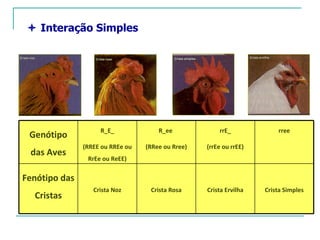  Interação Simples




                    R_E_              R_ee             rrE_             rree
 Genótipo
               (RREE ou RREe ou   (RRee ou Rree)   (rrEe ou rrEE)
 das Aves
                RrEe ou ReEE)


Fenótipo das
                  Crista Noz       Crista Rosa     Crista Ervilha   Crista Simples
  Cristas
 