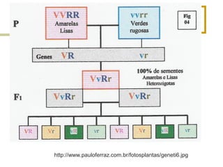 http://www.pauloferraz.com.br/fotosplantas/geneti6.jpg
 