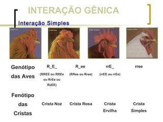 INTERAÇÃO GÊNICA
Interação Simples
Genótipo
das Aves
R_E_
(RREE ou RREe
ou RrEe ou
ReEE)
R_ee
(RRee ou Rree)
rrE_
(rrEE ou rrEe)
rree
Fenótipo
das
Cristas
Crista Noz Crista Rosa Crista
Ervilha
Crista
Simples
 