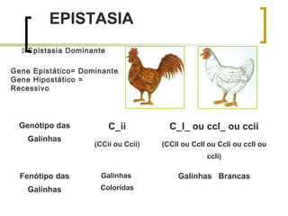 EPISTASIA
 Epistasia Dominante
Genótipo das
Galinhas
C_ii
(CCii ou Ccii)
C_I_ ou ccI_ ou ccii
(CCII ou CcII ou CcIi ou ccII ou
ccIi)
Fenótipo das
Galinhas
Galinhas
Coloridas
Galinhas Brancas
Gene Epistático= Dominante
Gene Hipostático =
Recessivo
 