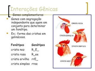 Interações Gênicas
Genes complementares
 Genes com segregação
independente que agem em
conjunto para determinar
um fenótipo.
 Ex.: forma das cristas em
galináceos.
Fenótipos Genótipos
crista noz R_E_
crista rosa R_ee
crista ervilha rrE_
crista simples rree
 