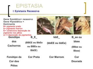 EPISTASIA
 Epistasia Recessiva
Gene Epistático= recessivo
Gene Hipostático =
Dominante
B= pigmento preto
b= pigmento marron
E= condiciona deposição de
pigmento nos pêlos
e= ñ deposição de pigmentos
Genótipo
dos
Cachorros
B_E_
(BBEE ou BbEe
ou BBEe ou
BbEE)
bbE_
(bbEE ou bbEe)
B_ee ou
bbee
(BBee ou
Bbee)
Fenótipo da
Cor dos
Pêlos
Cor Preta Cor Marrom Cor
Dourada
 
