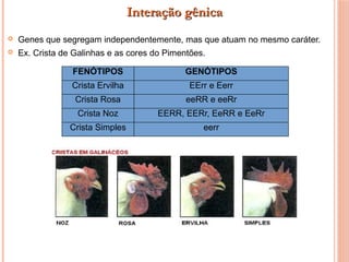  Genes que segregam independentemente, mas que atuam no mesmo caráter.
 Ex. Crista de Galinhas e as cores do Pimentões.
FENÓTIPOS GENÓTIPOS
Crista Ervilha EErr e Eerr
Crista Rosa eeRR e eeRr
Crista Noz EERR, EERr, EeRR e EeRr
Crista Simples eerr
Interação gênicaInteração gênica
 