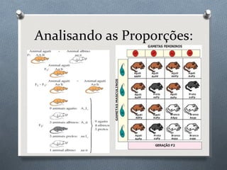 Analisando as Proporções: 