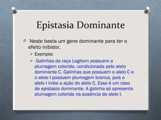 Epistasia Dominante Neste basta um gene dominante para ter o efeito inibidor. Exemplo: Galinhas da raça Leghorn possuem a plumagem colorida, condicionada pelo alelo dominante C. Galinhas que possuem o alelo C e o alelo I possuem plumagem branca, pois o alelo I inibe a ação do alelo C. Esse é um caso de epistasia dominante. A galinha só apresenta plumagem colorida na ausência do alelo I. 