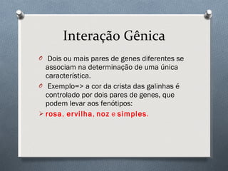 Interação Gênica Dois ou mais pares de genes diferentes se associam na determinação de uma única característica. Exemplo=> a cor da crista das galinhas é controlado por dois pares de genes, que podem levar aos fenótipos: rosa ,  ervilha ,  noz  e  simples . 