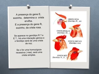 A presença do gene E, sozinho,  determina a  crista ervilha. E a presença do gene R, sozinho, da crista rosa. Se aparece no genótipo R ? e E ? , há uma interação génica e o fenótipo será de uma crista de noz. Se o for uma homozigoze recessiva ( rree), será uma crista simples.  