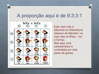 A proporção aqui é de 9:3:3:1 Este caso não é diferente do Diibridismo clássico de Mendel ( no caso das ervilhas – cor e forma). Mas aqui uma característica é controlada por dois pares de genes. 