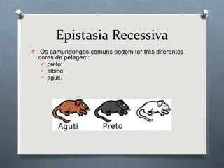 Epistasia Recessiva Os camundongos comuns podem ter três diferentes cores de pelagem: preto; albino; aguti.   