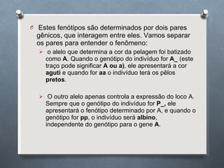 Estes fenótipos são determinados por dois pares gênicos, que interagem entre eles. Vamos separar os pares para entender o fenômeno: o alelo que determina a cor da pelagem foi batizado como  A . Quando o genótipo do indivíduo for  A_  (este traço pode significar  A ou a) , ele apresentará a cor  aguti  e quando for  aa  o indivíduo terá os pêlos  pretos . O outro alelo apenas controla a expressão do loco A. Sempre que o genótipo do indivíduo for  P_,  ele apresentará o fenótipo determinado por A, e quando o genótipo for  pp , o indivíduo será  albino , independente do genótipo para o gene  A . 