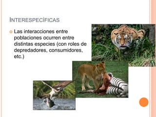 INTERESPECÍFICAS 
 Las interacciones entre 
poblaciones ocurren entre 
distintas especies (con roles de 
depredadores, consumidores, 
etc.) 
 