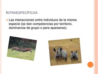 INTRAESPECÍFICAS 
 Las interacciones entre individuos de la misma 
especie (se dan competencias por territorio, 
dominancia de grupo o para aparearse). 
 
