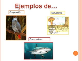 Cooperación Mutualismo 
Comensalismo 
 