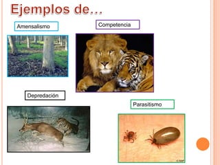 Amensalismo Competencia 
Depredación 
Parasitismo 
