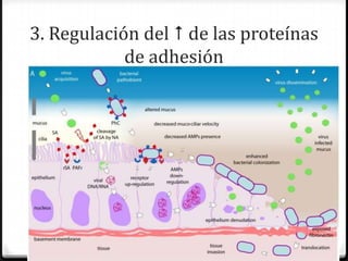 3. Regulación del  de las proteínas
            de adhesión
 