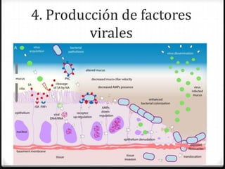 4. Producción de factores
         virales
 