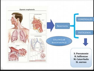 COMENSALES

   Reservorio

                    PATÓGENOS

 COLONIZAR
NASOFARINGE



                S. Pneumonie
                H. Inflienzae
                M. Catarrhalis
                   St. aureus
 