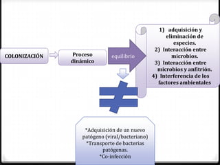 1) adquisición y
                                                     eliminación de
                                                        especies.
                                                 2) Interacción entre
COLONIZACIÓN    Proceso       equilibrio               microbios.
               dinámico                          3) Interacción entre
                                                  microbios y anfitrión.
                                                4) Interferencia de los
                                                  factores ambientales




                   *Adquisición de un nuevo
                  patógeno (viral/bacteriano)
                   *Transporte de bacterias
                         patógenas.
                        *Co-infección
 