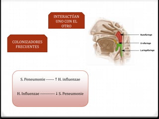 INTERACTÚAN
                         UNO CON EL
                            OTRO


COLONIZADORES
 FRECUENTES




    S. Peneumonie ------  H. influenzae


  H. Influenzae -----------  S. Peneumonie
 