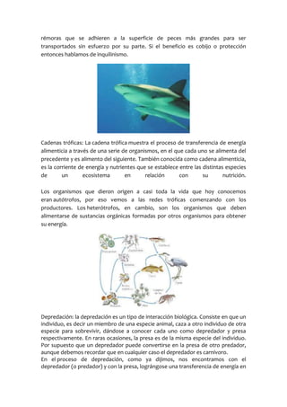 rémoras que se adhieren a la superficie de peces más grandes para ser
transportados sin esfuerzo por su parte. Si el beneficio es cobijo o protección
entonces hablamos de inquilinismo.
Cadenas tróficas: La cadena trófica muestra el proceso de transferencia de energía
alimenticia a través de una serie de organismos, en el que cada uno se alimenta del
precedente y es alimento del siguiente. También conocida como cadena alimenticia,
es la corriente de energía y nutrientes que se establece entre las distintas especies
de un ecosistema en relación con su nutrición.
Los organismos que dieron origen a casi toda la vida que hoy conocemos
eran autótrofos, por eso vemos a las redes tróficas comenzando con los
productores. Los heterótrofos, en cambio, son los organismos que deben
alimentarse de sustancias orgánicas formadas por otros organismos para obtener
su energía.
Depredación: la depredación es un tipo de interacción biológica. Consiste en que un
individuo, es decir un miembro de una especie animal, caza a otro individuo de otra
especie para sobrevivir, dándose a conocer cada uno como depredador y presa
respectivamente. En raras ocasiones, la presa es de la misma especie del individuo.
Por supuesto que un depredador puede convertirse en la presa de otro predador,
aunque debemos recordar que en cualquier caso el depredador es carnívoro.
En el proceso de depredación, como ya dijimos, nos encontramos con el
depredador (o predador) y con la presa, lográngose una transferencia de energía en
 
