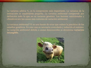 La varianza aditiva VA es la componente más importante. La varianza de la
interacción es usualrnente pequeña. La varianza ambiental comprende por
definición todo lo que no es varianza genética. Los factores nutricionales y
climáticos son las causas más comunes de variación ambiental.

La varianza ambiental VE es una fuente de error que reduce la precisión de los
estudios genéticos. En este caso es necesario controlarla y reducirla al máximo.
La variación ambiental debida a causas desconocidas se denomina variación
intangible.
 