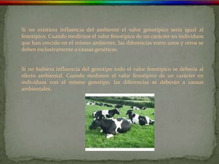 Si no existiera influencia del ambiente el valor genotípico sería igual al
fenotípico. Cuando medirnos el valor fenotípico de un carácter en individuos
que han crecido en el mismo ambiente, las diferencias entre unos y otros se
deben exclusivamente a causas genéticas.


Si no hubiera influencia del genotipo todo el valor fenotípico se debería al
efecto ambiental. Cuando medimos el valor fenotípico de un carácter en
individuos con el mismo genotipo, las diferencias se deberán a causas
ambientales.
 