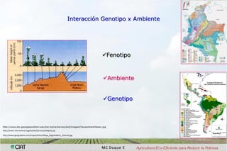 Interaccion g x e en pruebas multi-ambientales