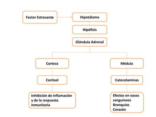 Factor Estresante Hipotálamo
Hipófisis
Glándula Adrenal
Corteza Médula
Cortisol
Inhibición de inflamación
y de la respuesta
inmunitaria
Catecolaminas
Efectos en vasos
sanguíneos
Bronquios
Corazón
 