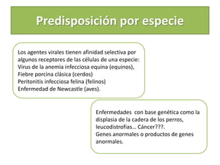 Predisposición por especie
Los agentes virales tienen afinidad selectiva por
algunos receptores de las células de una especie:
Virus de la anemia infecciosa equina (equinos),
Fiebre porcina clásica (cerdos)
Peritonitis infecciosa felina (felinos)
Enfermedad de Newcastle (aves).
Enfermedades con base genética como la
displasia de la cadera de los perros,
leucodistrofias… Cáncer???.
Genes anormales o productos de genes
anormales.
 