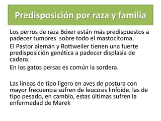 Predisposición por raza y familia
Los perros de raza Bóxer están más predispuestos a
padecer tumores sobre todo el mastocitoma.
El Pastor alemán y Rottweiler tienen una fuerte
predisposición genética a padecer displasia de
cadera.
En los gatos persas es común la sordera.
Las líneas de tipo ligero en aves de postura con
mayor frecuencia sufren de leucosis linfoide. las de
tipo pesado, en cambio, estas últimas sufren la
enfermedad de Marek
 