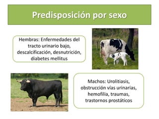 Predisposición por sexo
Hembras: Enfermedades del
tracto urinario bajo,
descalcificación, desnutrición,
diabetes mellitus
Machos: Urolitiasis,
obstrucción vías urinarias,
hemofilia, traumas,
trastornos prostáticos
 