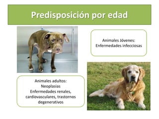 Predisposición por edad
Animales adultos:
Neoplasias
Enfermedades renales,
cardiovasculares, trastornos
degenerativos
Animales Jóvenes:
Enfermedades infecciosas
 