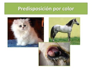 Predisposición por color
 